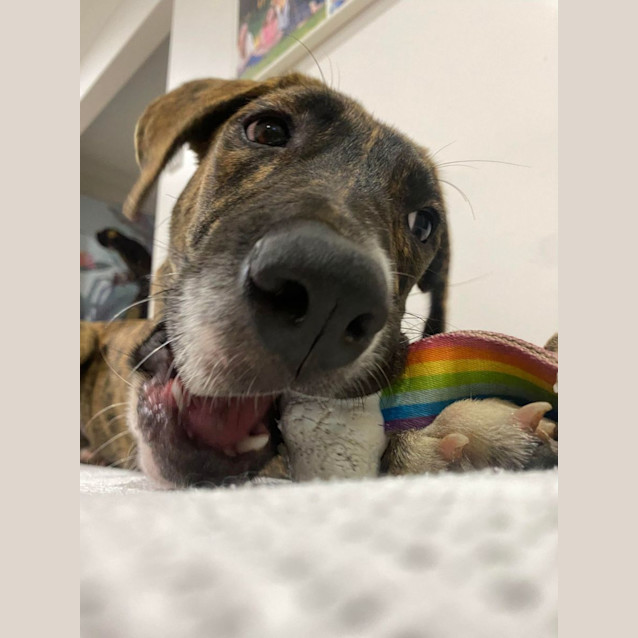 Photo of Tilly