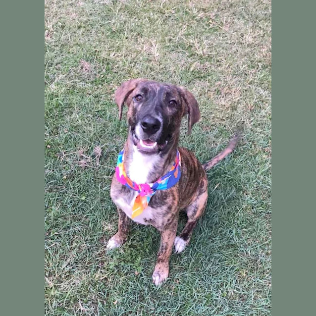 Photo of Tilly
