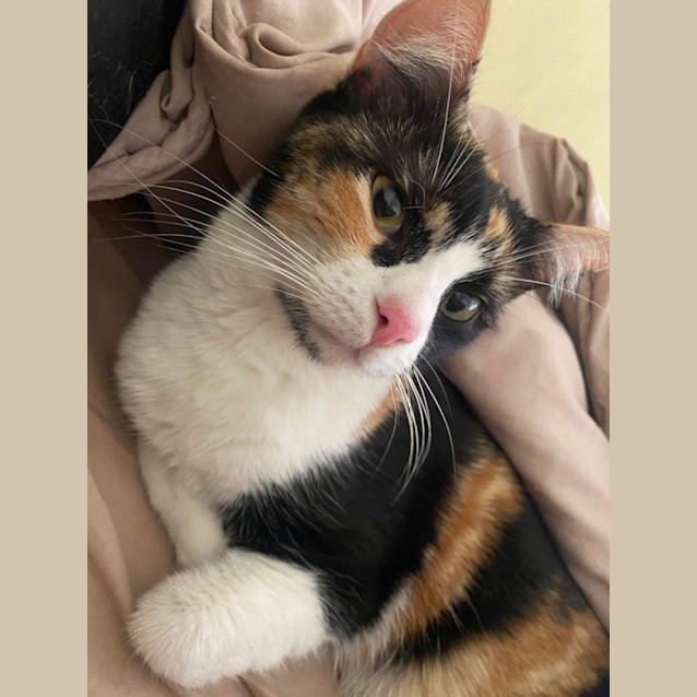 Photo of Zola Meet Me At Petstock Carrum Downs Store