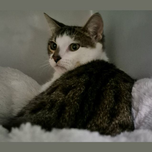 Photo of Zorro