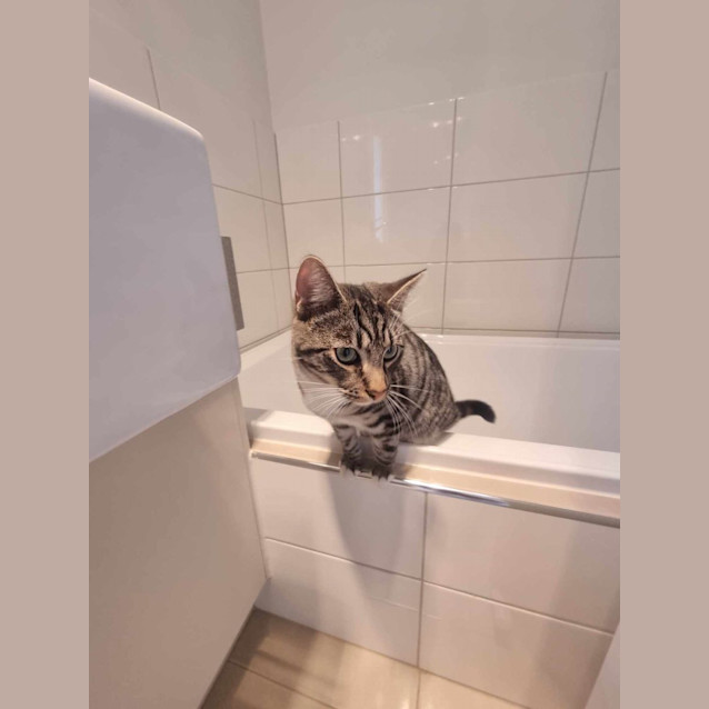 Photo of Sven And Olaf