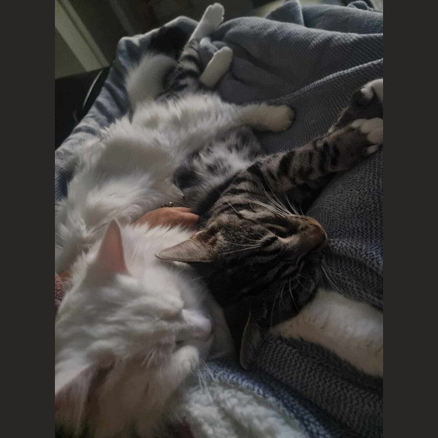 Photo of Sven And Olaf