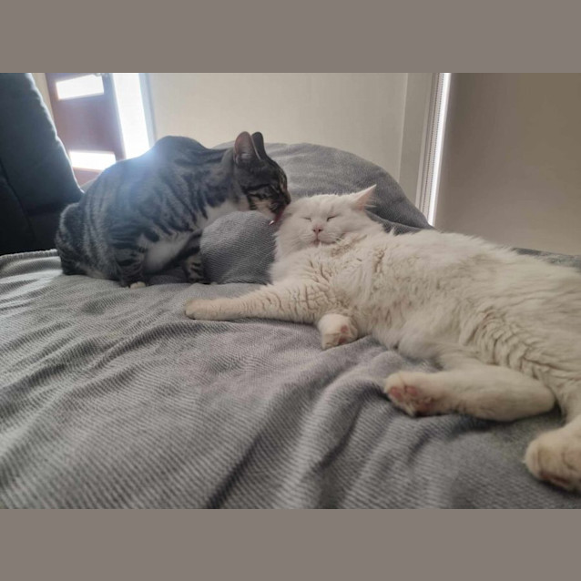 Photo of Sven And Olaf