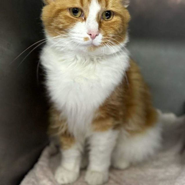 Photo of Pumpkin