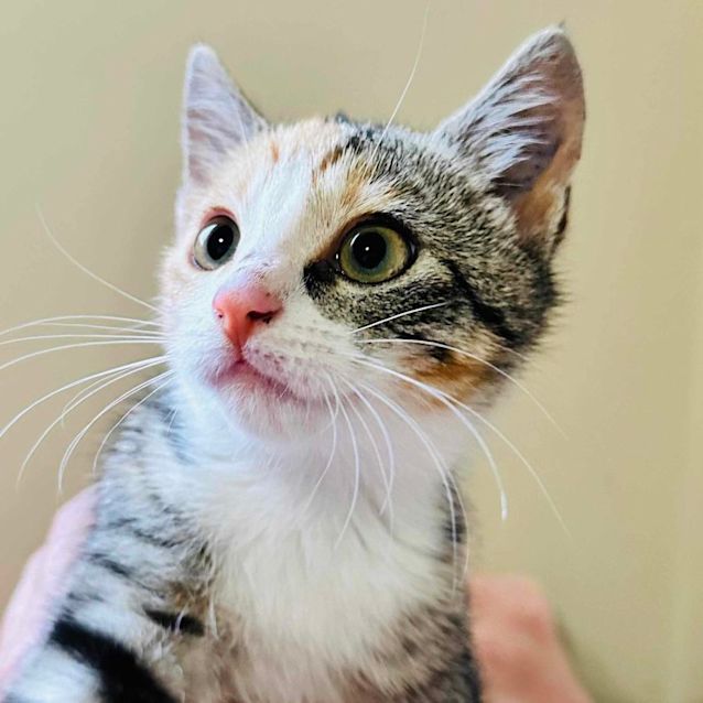 Photo of Billie   Located In Templestowe