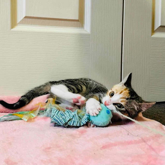 Photo of Billie   Located In Templestowe