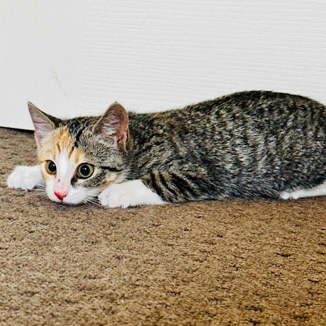 Photo of Billie   Located In Templestowe