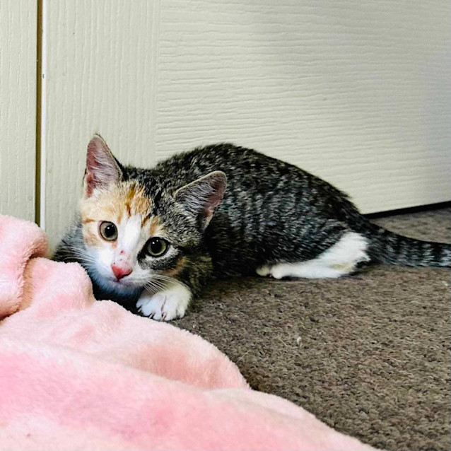 Photo of Billie   Located In Templestowe