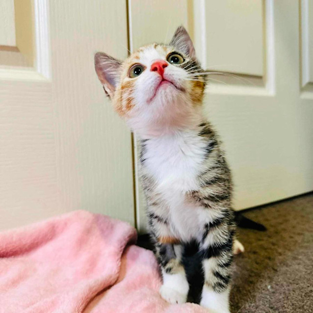 Photo of Billie   Located In Templestowe