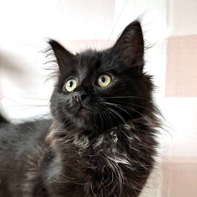 Photo of Milton   Located At Vets On Parker In Templestowe