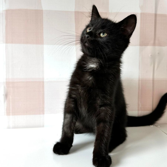 Photo of Spock   Located At Vets On Parker In Templestowe