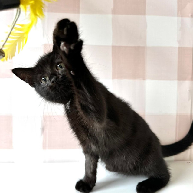 Photo of Spock   Located At Vets On Parker In Templestowe