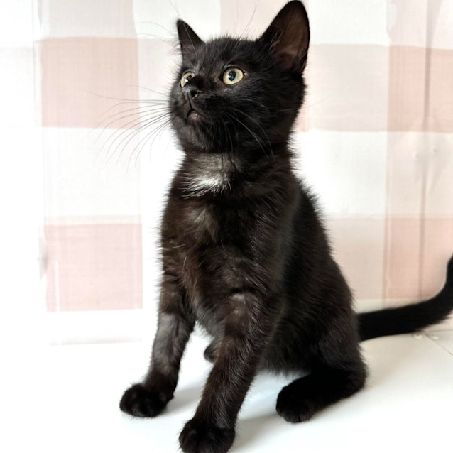 Photo of Spock   Located At Vets On Parker In Templestowe