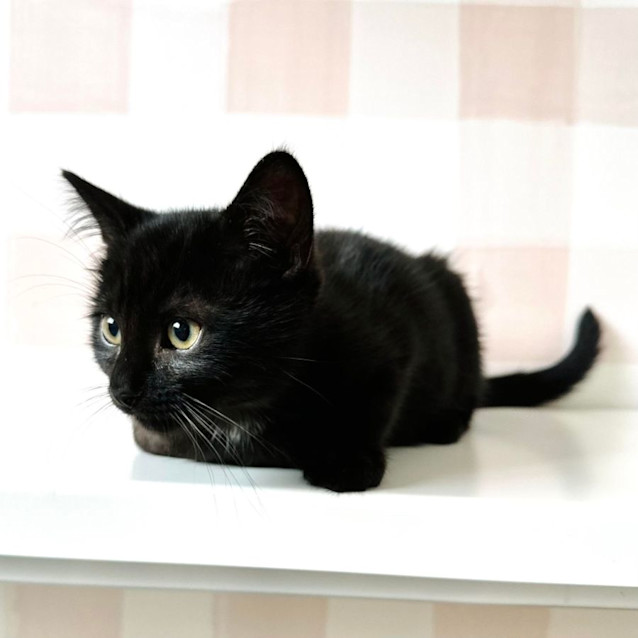 Photo of Spock   Located At Vets On Parker In Templestowe