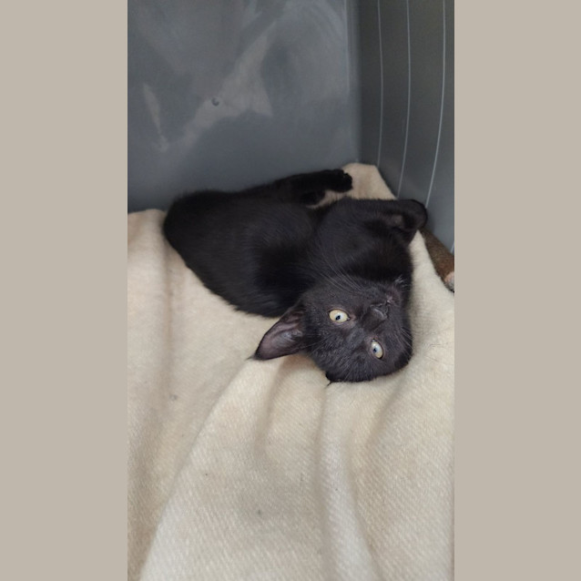 Photo of Umbra