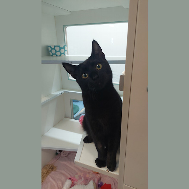 Photo of Onyx