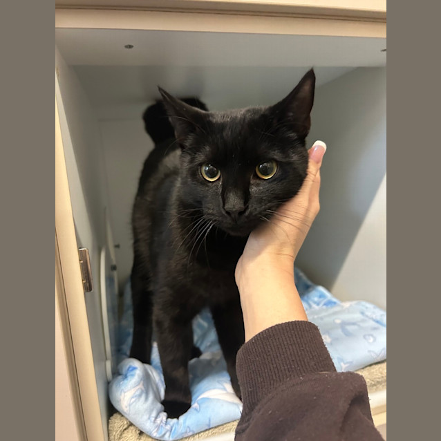 Photo of Onyx