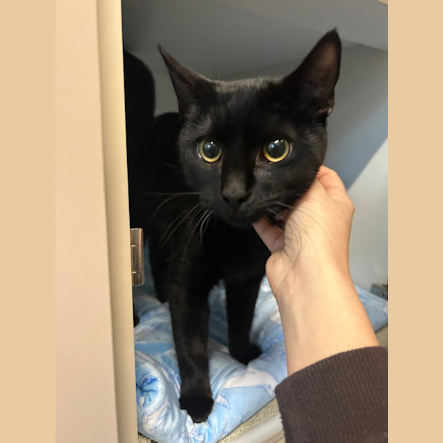 Photo of Onyx