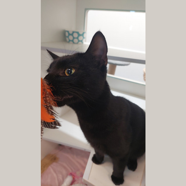 Photo of Onyx