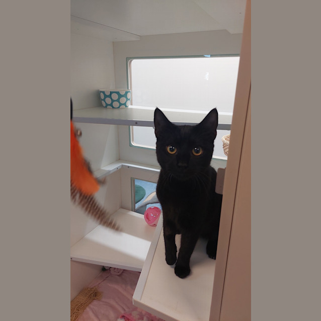 Photo of Onyx