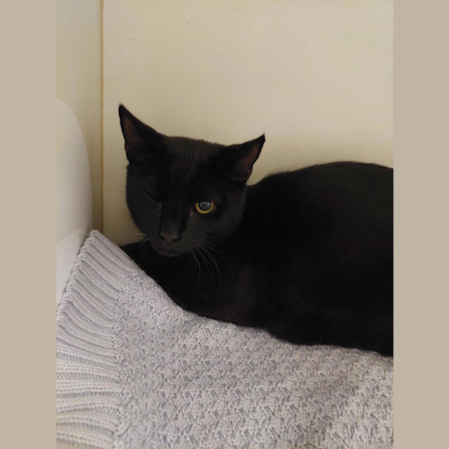 Photo of Onyx