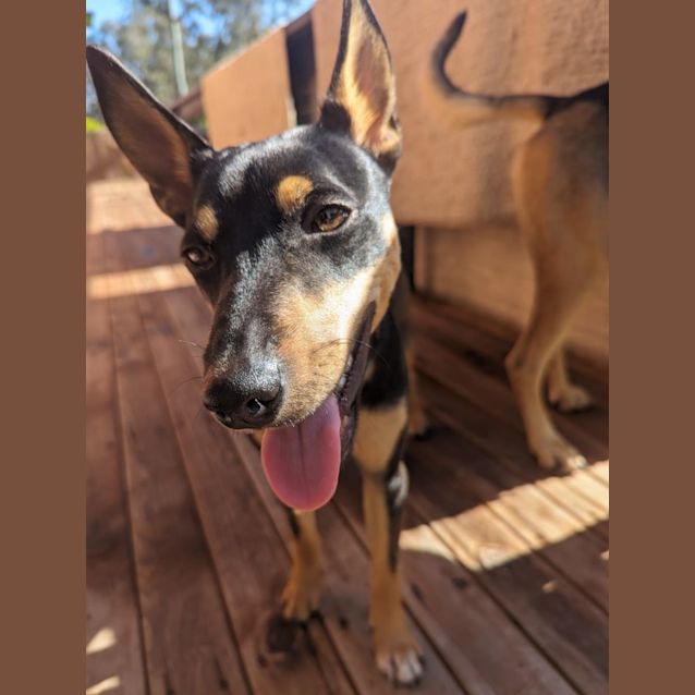 Photo of Tink