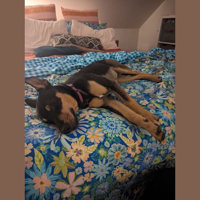 Photo of Tink