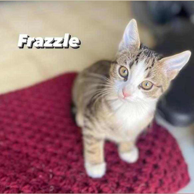 Photo of Frazzle
