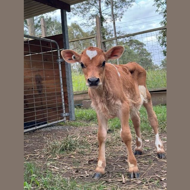 Photo of Violet And Ulysses  