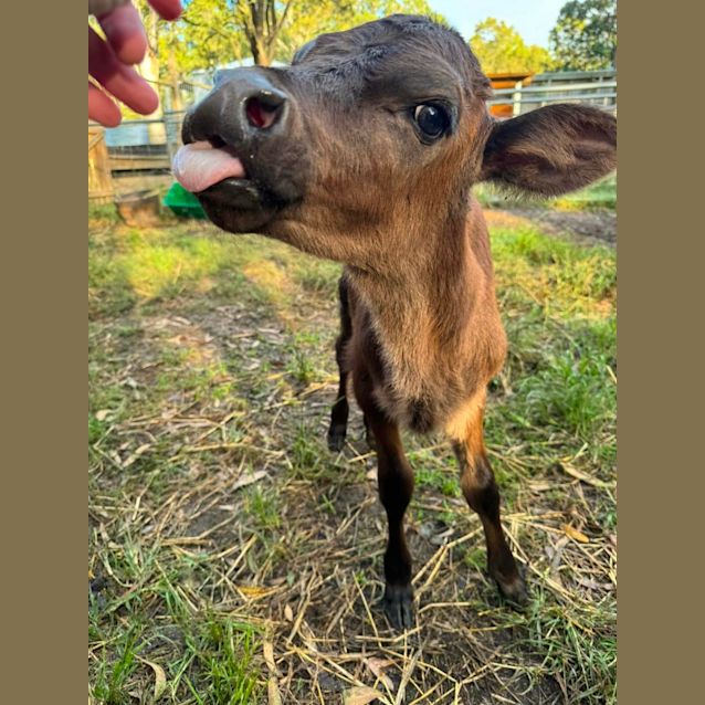Photo of Violet And Ulysses  