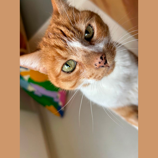 Photo of Mandarin (Mandy)