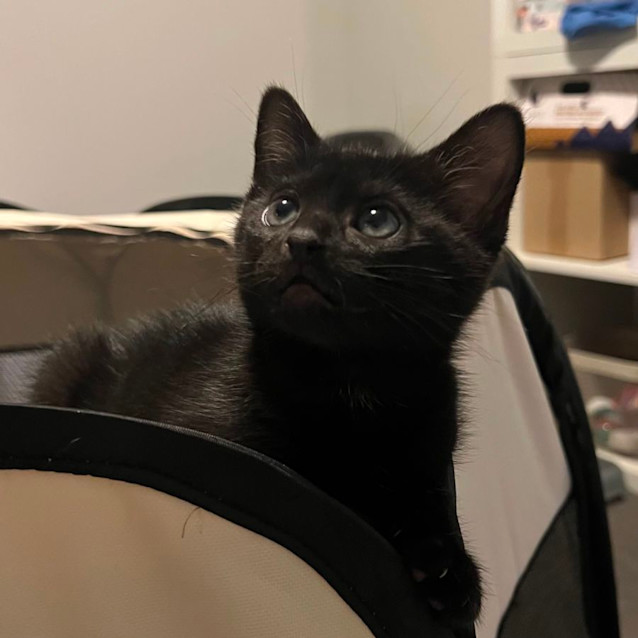 Photo of Elliott 🕸️ 🐬