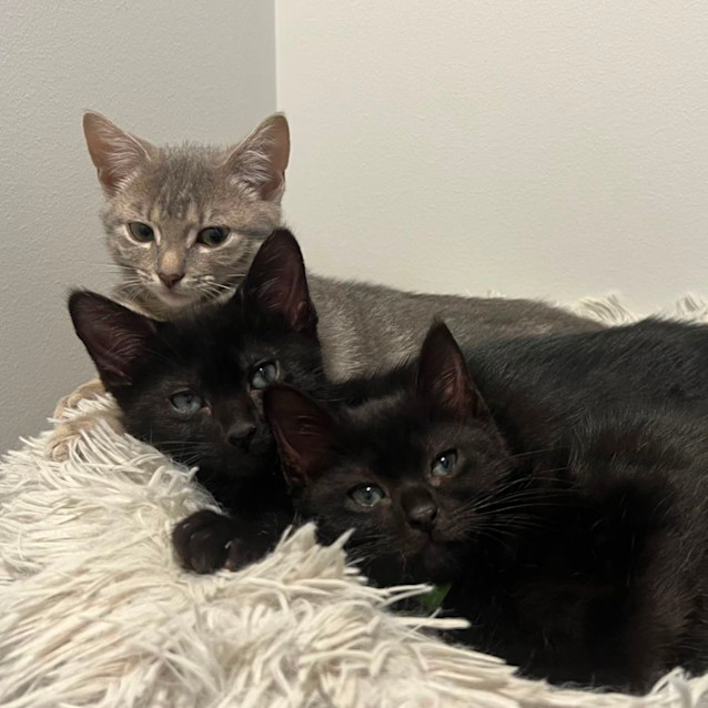 Photo of Elliott 🕸️ 🐬