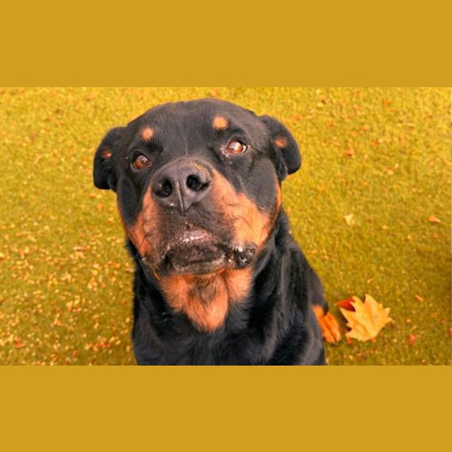 Photo of Porkchop