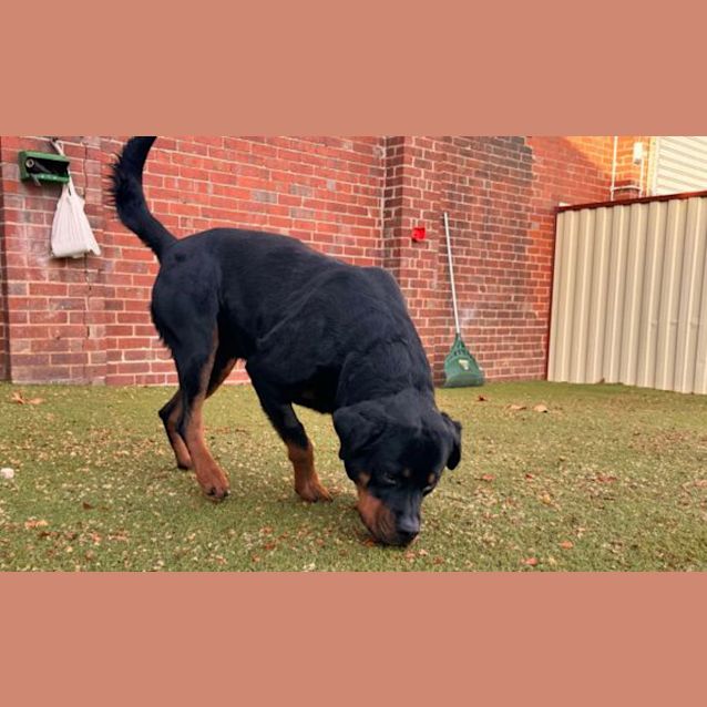 Photo of Porkchop
