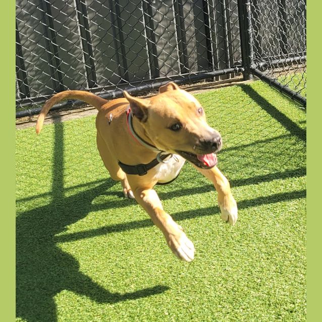 Photo of Bronco