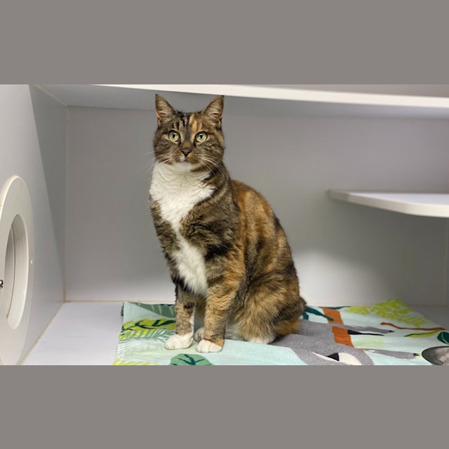 Photo of Hattie