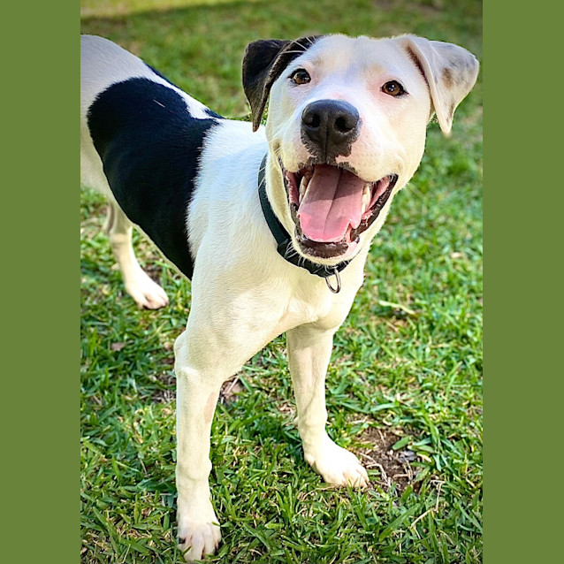 Elly - Medium Female Border Collie x Boxer Mix Dog in QLD