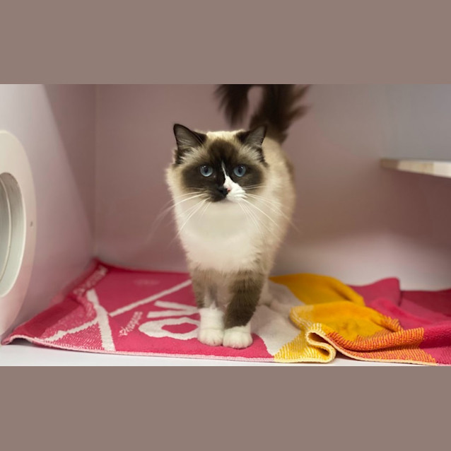Photo of Sugar Pie