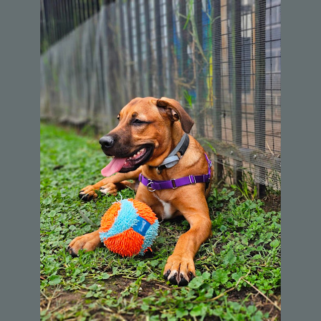 Photo of Copper