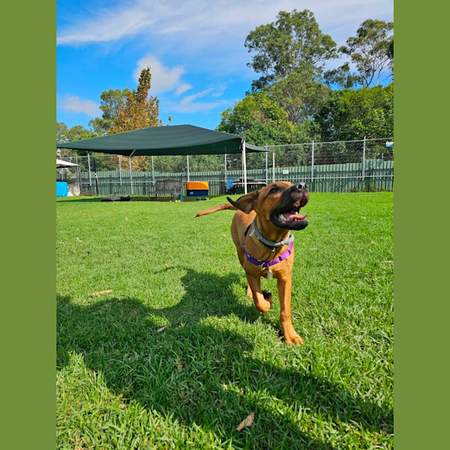 Photo of Copper