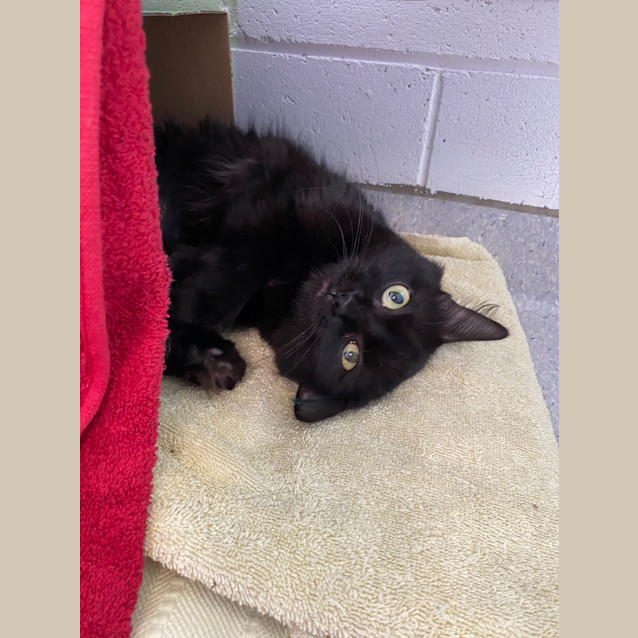 Photo of Licorice 