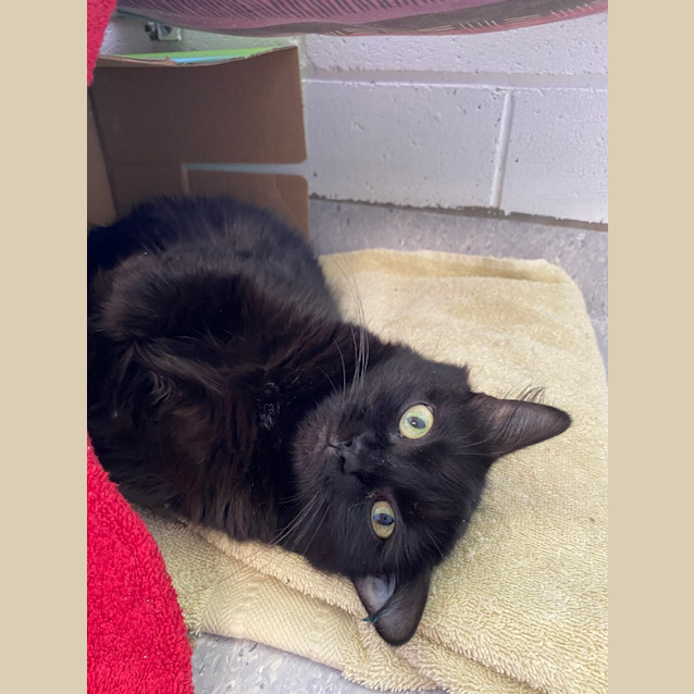 Photo of Licorice 