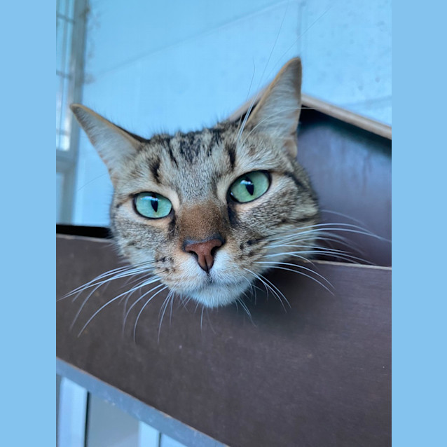 Photo of Simba