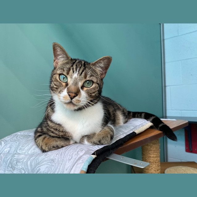 Photo of Pablo Patchypaws