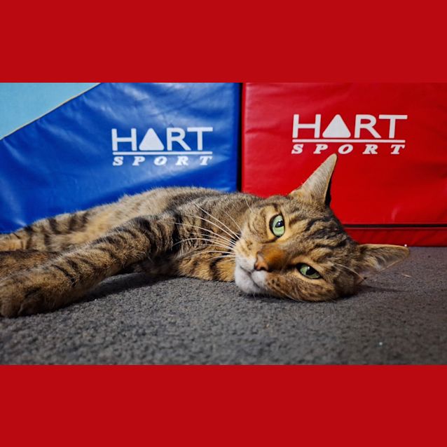 Photo of Tiger