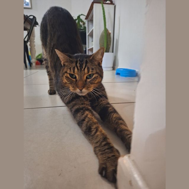 Photo of Tiger