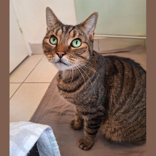 Photo of Tiger