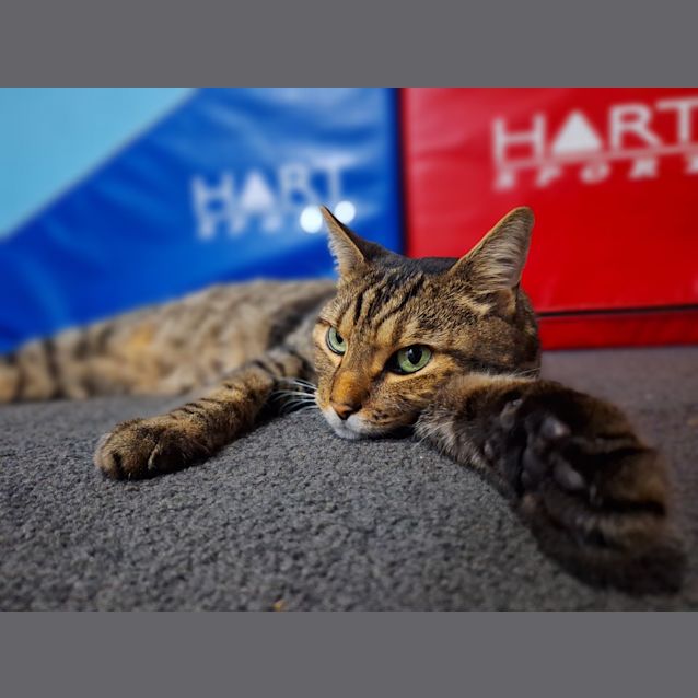Photo of Tiger