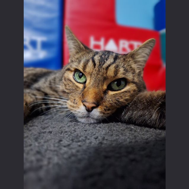 Photo of Tiger